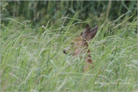 <p>SRNEC OBECNÝ (Capreolus capreolus) Šluknovsko - Valdek /European roe deer - Reh/</p>
